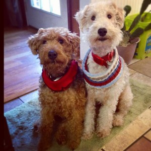 dogs waiting for food