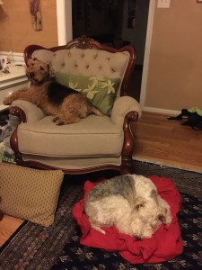 Sleepy Dogs resting after a full supper